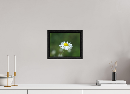 Daisy