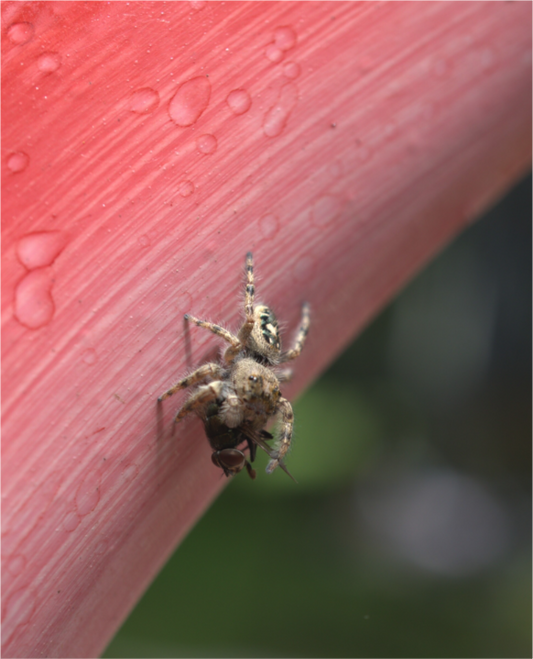 Micro Spider