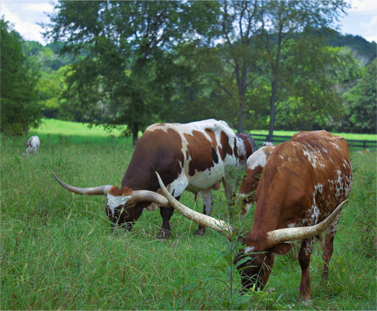 long horns