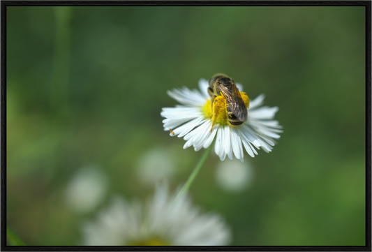 Bee Things