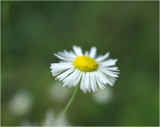 Daisy