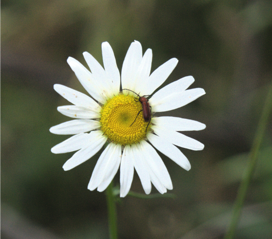 Macro Insect & Wild Flower